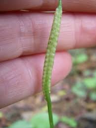 Image result for Ophioglossum reticulatum