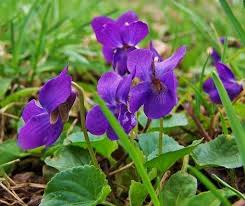 Fiolek Wonny Wild Flowers Flowers Plants