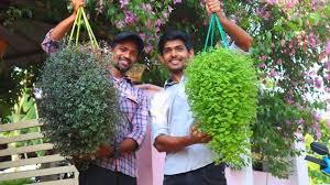 Fast Growing Hanging Plants Beautiful Cascading Plants In Malayalam In 2020 Hanging Plants Plants Diy Plants