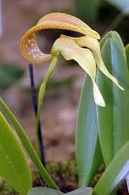Image result for Bulbophyllum intertextum