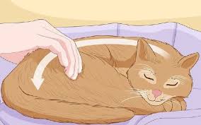 So how do you not look suspicious while still getting candid shots on the street? How To Pet A Cat Weirdest Wikihow Articles