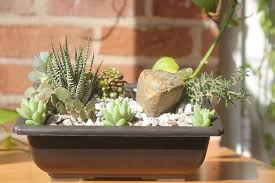 Most cacti have sharp spines, so it's important to wear gloves or take other protective measures when handling these plants. The Basic Dos And Don Ts For Succulents Sucs For You