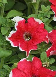 Pin On Bulk Flower Seeds