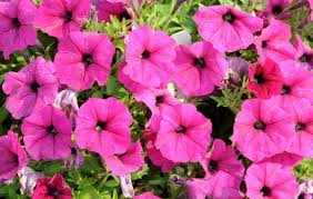 Shop live plants from largest plant nursery include indoor, outdoor plants, fruits plant, bonsai plants, flower plant | all india free pentas plants pentas plants (pentas spp.) come in both annual and perennial varieties. 24 Best Winter Flowering Plants In India India Gardening