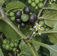Image result for Solanum aculeatissimum