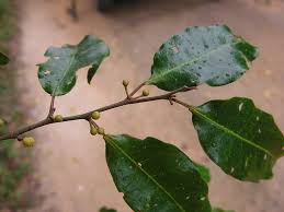 Image result for Peraceae