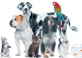 This pet sitting rate will vary depending on the services needed, the number of pets to be cared for, and the total amount of hours per day/week. The Pet Sitter Advantage Love And A Sense Of Security