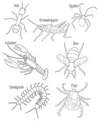 Sign up or sign in. Compare The Anatomy Of Arthropods Biology Libretexts