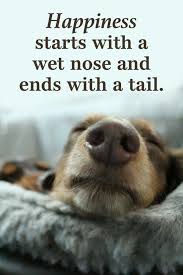 15 Inspirational Quotes All Dog Lovers Should Know In 2020 Dog Lover Quotes Dog Quotes Funny Pet Quotes Dog