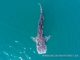 Dolphin & whale watching in baja california. Walhaie Whale Sharks Mexico Baja California Www Wilde Weite Welt De