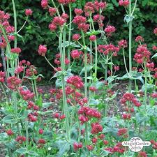 Image result for Centranthus