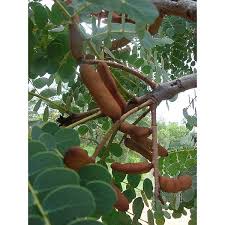 Cha De Canela De Velho Beneficios E Maleficios Barbatimao Stryphnodendron Adstringens Cha 50gr Ervanaria Shalom Nature Plantas Medicinais Chas Medicinais Ervas Medicinais