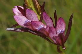 Image result for Eulophia hians