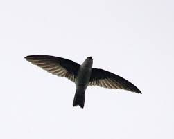 Cukup umum ditemukan diberbagai tempat. Burung Layang Layang Gua Wikipedia Bahasa Melayu Ensiklopedia Bebas