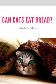 Is Bread Good For Cats In 2021 Cat Drinking Cat Breeds Cat Adoption