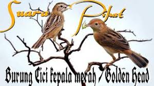 Check spelling or type a new query. Download Lagu Suara Cici Padi Kpala Merah Mp3 Video Gratis