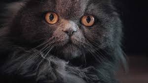 Classic recipe of delicately flaked morsels in a smooth, silky soup. Is There Any Soft Dry Cat Food