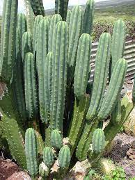 Roberto kiesling , one of the world's foremost cacti specialists, has. Echinopsis Pachanoi Wikiwand