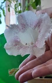 Gloxinia Twitter Search