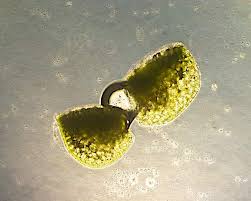 Image result for Wolffiella welwitschii