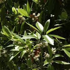 Image result for Lophostemon confertus