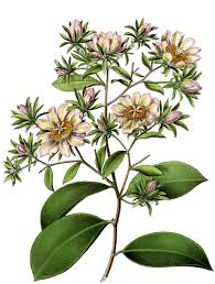 Image result for Pereskia aculeata