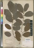 Image result for Bridelia ferruginea