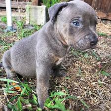It has a lot of stamina and makes a good watchdog. Bull Terriers For Sale In Florida