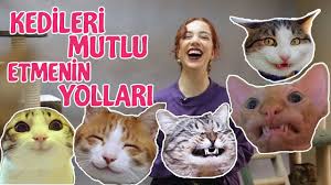 Kedilerde Sik Gorulen Depresyon Belirtileri Youtube