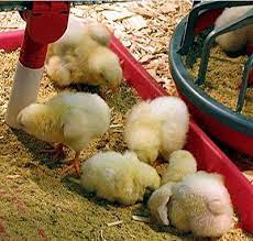 Raising Baby Chicks; Feeding, Weaning, Diseases, Common Mistakes