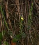 Image result for Crotalaria heidmannii