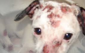 8 am to 5 these are the most common signs of allergies in pets! Northwest Animal Allergy Dermatology