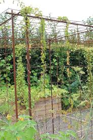 S Amenager Un Espace Pour Plantes Grimpantes Avec Du Fer A Beton Et Treillis Soude Deco Jardin Fer A Beton Jardins