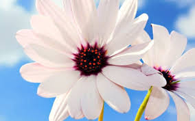 They thrive in lots of sunshine and. 80 Unique Flower Pics