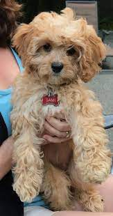 Posting A Pic Of My Cavapoo Puppy Sami On My Cake Day Aww Cavapoo Puppies Maltipoo Dog Puppies