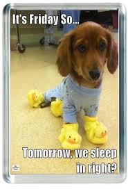 Week End Friday Tomorrow Sleep In Funny Slipper Dog Quote Saying Gift Present No Ebay Home Garden Cute Animals Funny Animal Pictures Funny Animal Quotes