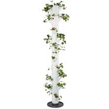 Scopri ricette, idee per la casa, consigli di stile e altre idee da provare. The Cindy Margurita Strawberry And Basal Sissi Strawberry Erdbeerturm Classic Weiss 6 Etagen Erdbeerturme Von Gusta Garden Samenhaus Samen Samereien