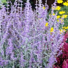 Maybe you would like to learn more about one of these? Perovskia Atriplicifolia Blue Spire J Parker Dutch Bulbs