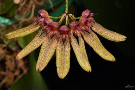 Image result for Bulbophyllum longiflorum