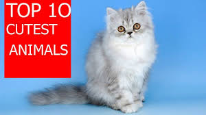 Cutest Animals In The World Top 10 Cutest Animals Ever On Earth Top 10 Cutest Animals Cute Animals Animals