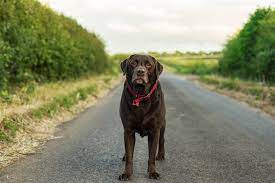 Study Says Chocolate Labs Have Shorter Lifespans Than Other Labs People Com