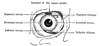 First, the machine was unable to simulate the complex movement of the jaw and how it adjusts to changes in resistance throughout the process of mastication. The Project Gutenberg Ebook Of Structure And Functions Of The Body By Annette Fiske