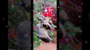 Cobra song with caption official lobby freefire season19. Best Whatsapp Status Download Mp4 Video Khasi
