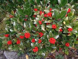 Rowan trees with yellow or golden berries. Skimmia Japonica Japanese Skimmia 5 10 20 30 60 Seeds Masses Etsy Shade Shrubs Flowering Shrubs Garden Shrubs