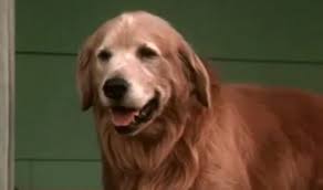 Three pets escape from a california ranch to find their owners in san francisco. Shadow 3 Pets Dogs Breeds I Love Dogs Homeward Bound Movie
