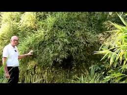 Check out our dwarf bamboo selection for the very best in unique or custom, handmade pieces from our outdoor & gardening shops. Best Hedging Bamboos Malay Dwarf Variegated Youtube