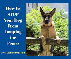 How to stop dog from jumping over fence. How To Stop Your Dog From Jumping The Fence
