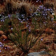 Image result for Jamesbrittenia integerrima