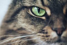 To start out, pick the style (or styles) of cat names that you like. 175 Names For Cats With Green Eyes We Re All About Pets