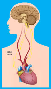 Many nerves connect with your heart and blood vessels. Vagus Nerve Immune System And Inflammation